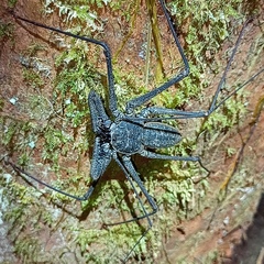 Paraphrynus emaciatus