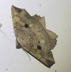 Polyacme subpulchra