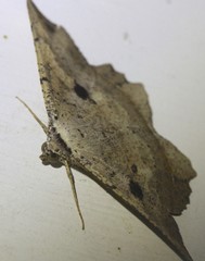 Polyacme subpulchra