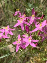 Centaurium quadrifolium barrelieri