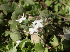 Diclis petiolaris