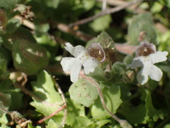 Diclis petiolaris