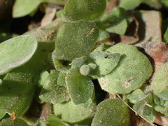 Diclis petiolaris