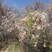 Clematis brachiata - Photo (c) Mahomed Desai,  זכויות יוצרים חלקיות (CC BY), הועלה על ידי Mahomed Desai