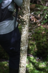 Fraxinus nigra image