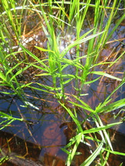 Dulichium arundinaceum