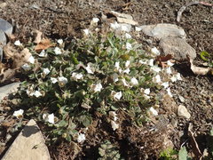 Diclis petiolaris