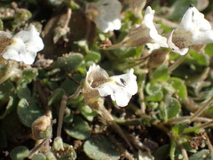 Diclis petiolaris
