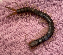 Hemiscolopendra