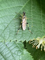 Xylomya tenthredinoides