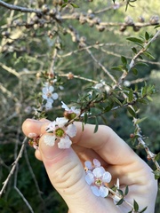 Leptospermum squarrosum