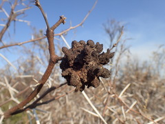Cephalotelium macowanianum