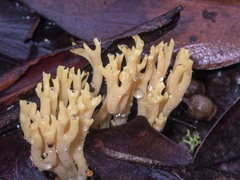 Ramaria lorithamnus