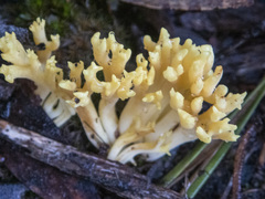 Ramaria lorithamnus