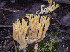 Ramaria lorithamnus