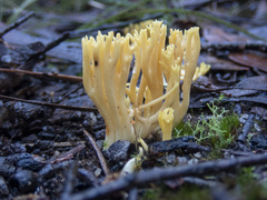 Ramaria lorithamnus