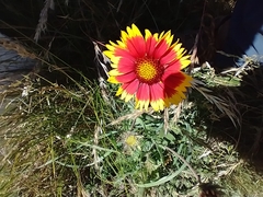 Gaillardia × grandiflora