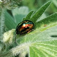 Chrysolina fastuosa