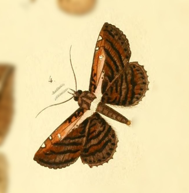 Selenisa lanipes