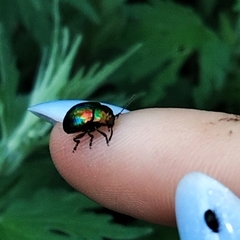 Chrysolina fastuosa