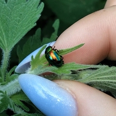 Chrysolina fastuosa