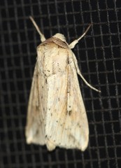 Mythimna decisissima