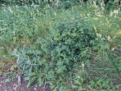 Cotoneaster multiflorus