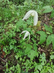 Clematis alpina sibirica