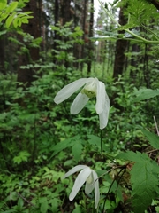 Clematis alpina sibirica