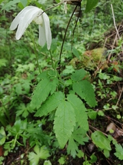 Clematis alpina sibirica