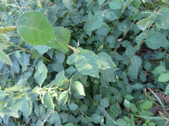 Cotoneaster multiflorus