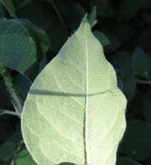 Cotoneaster multiflorus