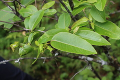Viburnum cassinoides image