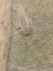 Insecta