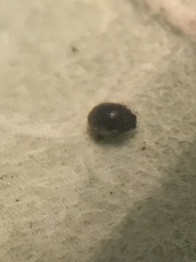 Coccinellidae