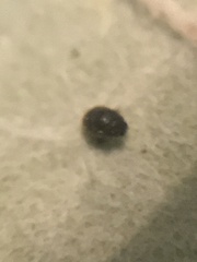 Coccinellidae
