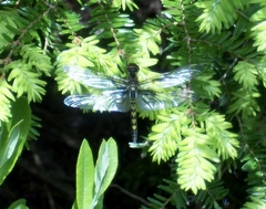Celithemis martha