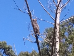 Bubo virginianus pacificus