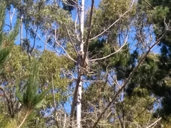 Bubo virginianus pacificus