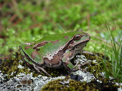 Hyla plicata