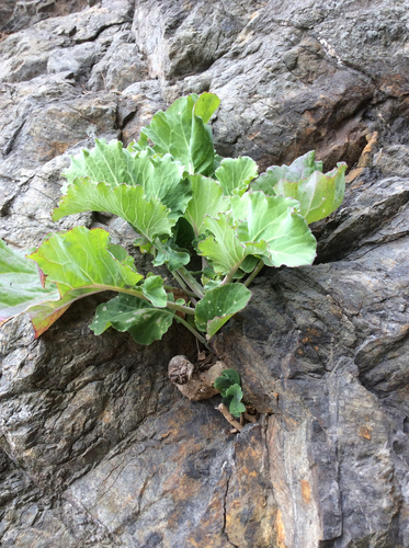 Brassica oleracea L.