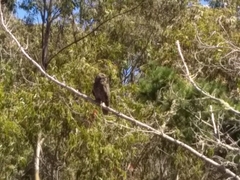 Bubo virginianus pacificus