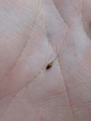 Juncus alpinoarticulatus