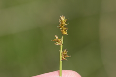Carex sterilis