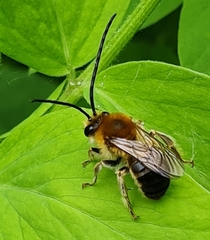Eucera longicornis