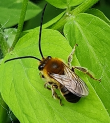 Eucera longicornis