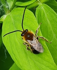 Eucera longicornis