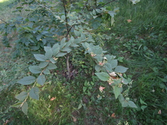 Cotoneaster acutifolius