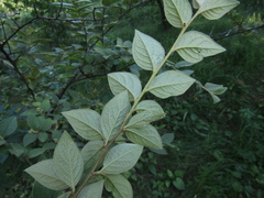 Cotoneaster acutifolius