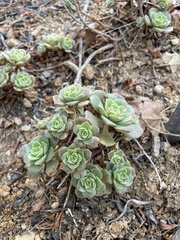 Aeonium mascaense